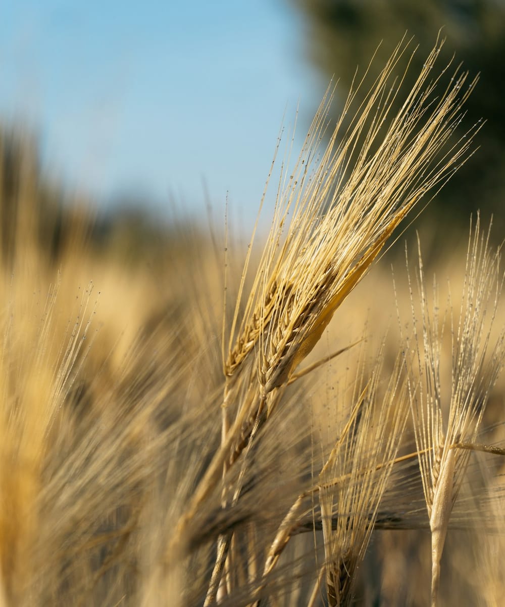 An ear of wheat in a field